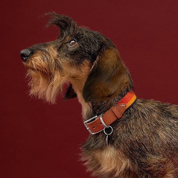 お洒落◇エルメス 犬 首輪 ブランド コピー ワンちゃん ロカバール☆5